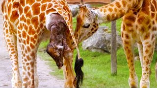20 Crazies Ways Animals Give Birth