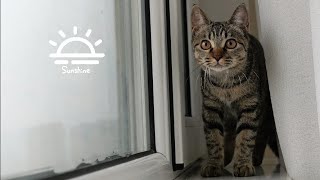 癒し系動物の瞬間を記録　　かわいい子猫