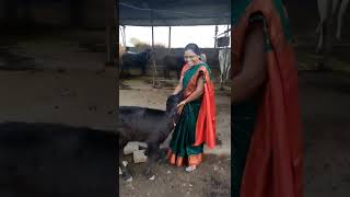 #gav #gavthi #gavi #gavakadachevlog #goan#buffalo #buffaloes #buffalovideo