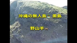 ヤギ・沖縄の無人島・沖縄旅行