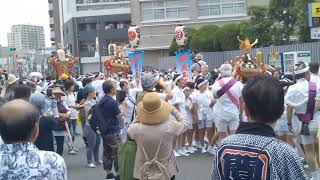 荒川区無形文化財認定 2018天王祭6月2日 荒川一中前NTTにて三河島方引渡し後、神輿振り3連（手前から子供、女性、男性）一日目昼の見せ場になります。3年に一度の本祭り!　映像撮影山本ごう（山本剛）