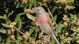 Common Linnet, Fanello (Carduelis cannabina)