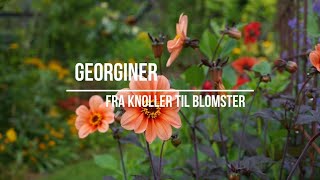 Georginer - fra knoller til blomster