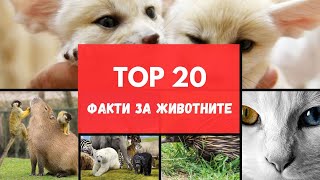 20 интересни факта за животните, които може би не знаехте! #animals #factsyoudidntknow #bgfacts