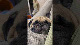 幸せそうに眠るパグ #パグ #pug #いぬのいる生活 #犬 #癒され動画 #幸せ