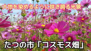 紅・白・ピンクの色鮮やかなコスモスの花が大地を染めるように咲き誇る光景‼【千ちゃんvlog】