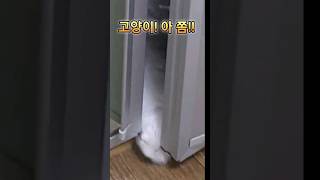 고양이! 아 쫌!! #shorts#funnycat#고양이#cat#개냥이#pets#하루#랄랄#저봐라저고영희