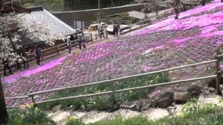 国田家の芝桜