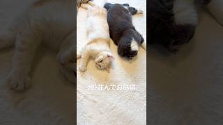 つくねの寝方、、　#cats  #cat  #ねこ  #猫 #猫動画 #スコティッシュフォール