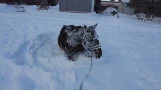 あーこっこ乗馬日記〜レッスンで頑張ったオイラにはゴロンが必要だぜ！