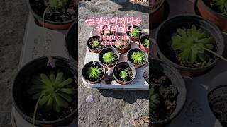 벌레잡이제비꽃 에셀리아나 | 꽃피는 식충식물 | Insectivorous Plant | Carnivorous Plant Pinguicula esseriana