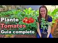 How to Plant Tomatoes - Complete Guide to Successful Planting🌱