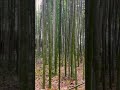 Di JEPANG juga ada Pohon Bambu🙄 #trees #pohonbambu #kyoto #arashiyama #infojepang #visitjapan