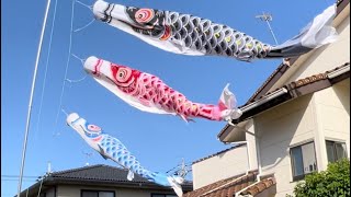 本染ほうぶ(綿生地)5m  旭天竜　#こいのぼり　#鯉のぼり  #昭和レトロ　#koinobori  #carp