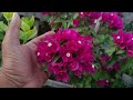 beautiful flower garden in june bougainvillea