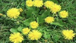 Aggressive, Noxious and Invasive Weeds