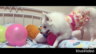 ＜レモン🍋VS風船Part2＞日本スピッツレモンjapanesespitz