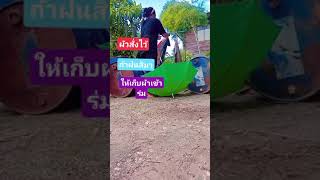 #ถ้าฝนมาให้เก็บผ้าเข้าร่ม #ตลก #funnyvideo #funny