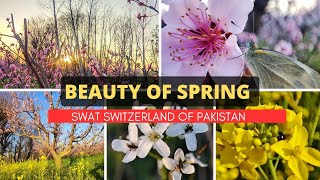 Vlog in Spring Season Swat | Bara Bandai || Barkat Ali Vlogs