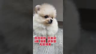 貝貝寵物專業犬舍-A級 貓臉 迷你型 松鼠博美 兄妹黨