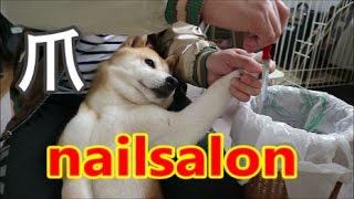 柴犬小春　もふもふ柴！自宅Nailsalonで爪切り開始！喋り、時々暴れる^^Talking dog nail clipper