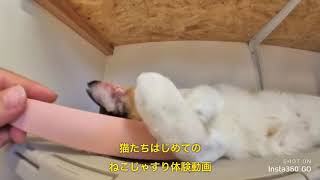 猫目線で体験！噂のねこじゃすり