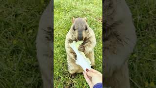 Cute Himalayan Marmot Eating Cabbage #cutemarmot #marmot #marmotta #cuteanimals #animals