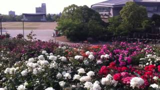 2012-05-24 福山緑町公園