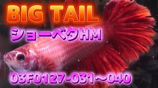 【Big tail】03F0127 031～040　HMベタ　メス　10選