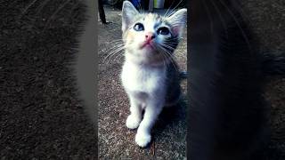 ഇങ്ങള് തൊള്ള പൂട്ട് 😁😍#cutecat #song#cat#comedyvideos  #youtubeshorts