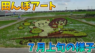 【前回から3週間】田んぼアート7月上旬の様子