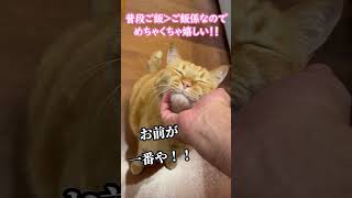 【猫】我が家の猫は本当に賢い猫です・・・【かぎしっぽすず\u0026つむぎ】　#shorts