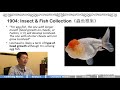 oranda vs lionhead goldfish history u0026 relation 狮子头金鱼👉