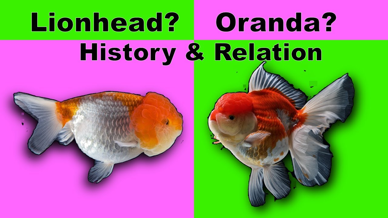 Lionhead Goldfish Vs Ranchu