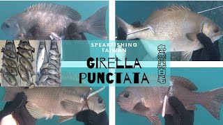 Spearfishing 打魚 : Taiwan 東北角黑白毛 Girella leonina | Go Pro 7 Black | 4K | Sporasub Sk 40