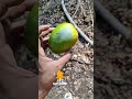 mango vs sutli bomb experiment what happened with mango