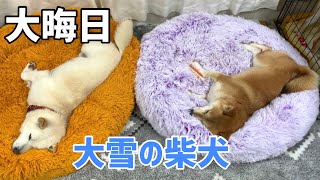 大晦日大雪‼️難儀する柴犬たち