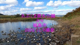 あぶくま親水公園　カモ 福島市　2024/11/8撮影