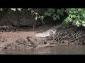 The Wet Tropics - Port Douglas and Daintree, Queensland Australia