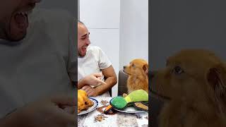 Pet friendly dog part #5 #funny #funnypetsmoments #funnyvideo #doglover #justforpets #pets #animals