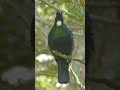 New Zealand Tui Birdsong #birds #birdsounds #birdsong #nature