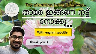 താമര ഇങ്ങനെ നട്ട് നോക്കൂ..Try planting lotus this way (With English subtitle 🙏🏻. )