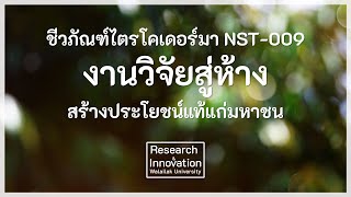 ชีวภัณฑ์ไตรโคเดอร์มา NST-009 : งานวิจัยสู่ห้าง สร้างประโยชน์แท้แก่มหาชน”