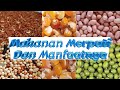 Makanan Burung Merpati | dan manfaatnya