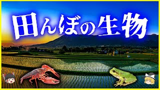 【ゆっくり解説】怪奇現象の原因は生物⁉「田んぼの生物」5選を解説/穏やかな田園風景の水面下で繰り広げられる、意外な弱肉強食の世界