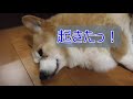 寝起き0 1秒でハイテンションになる犬【コーギーチロ】飛び起きた瞬間がかわいい！