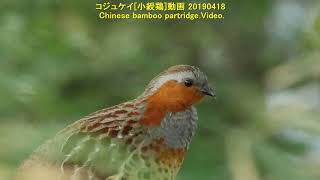 0179#野鳥#コジュケイ[小綬鶏] 鳴き声#小山尾根緑道#Chinese bamboo partridge,Bird call#Oyama Ridge Green Road#20190418