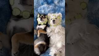 ASMR | Manyu \u0026 Bai | Double Dog Spa Day Part 1