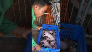 Pig animal🐖 # pig, piglets in agriculture 🐖🐖🐷❤️#animals #shorts