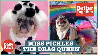 Meet Miss Pickle's: The Fabulous Drag Pug 🌈 | Better Together | Daily Paws